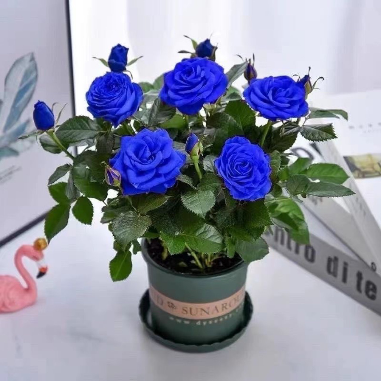 四季玫瑰苗 多品种各色混搭玫瑰月季老桩2-3年苗易活蓝色妖姬玫瑰