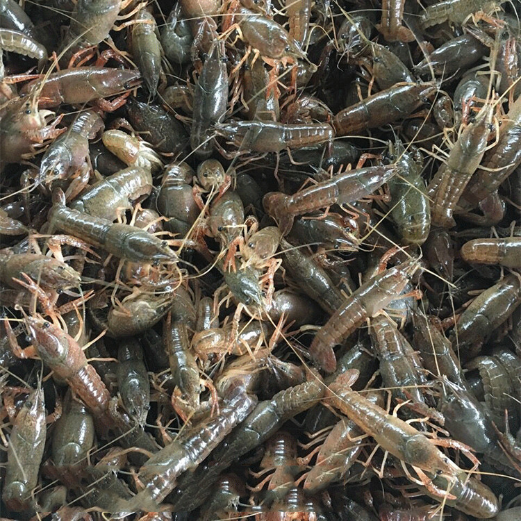 盱眙小龙虾虾苗养殖苗种虾淡水小龙虾虾苗种优质龙虾苗种养殖基地