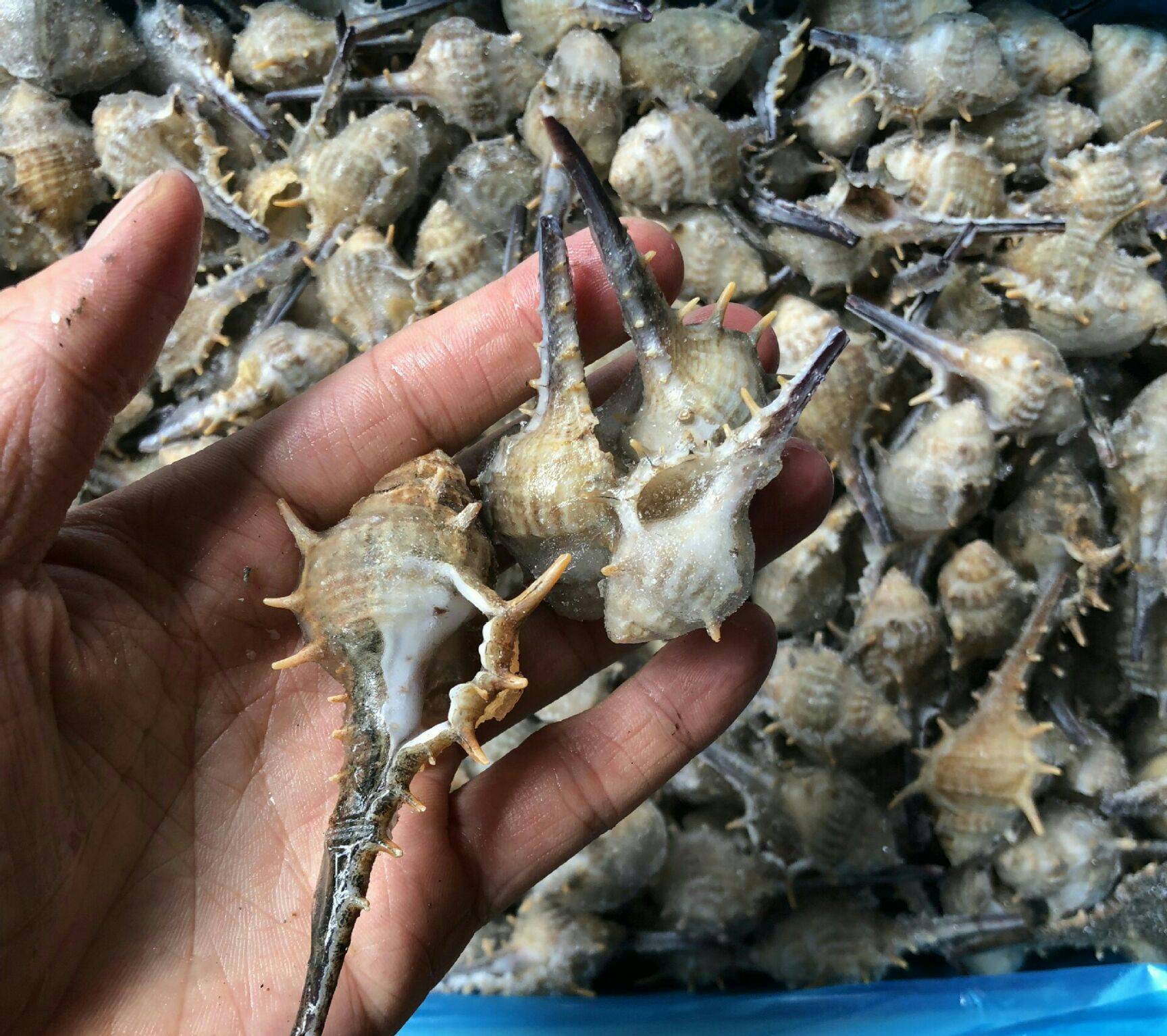 冷冻玫瑰螺广州批发酒店海鲜自助餐食材速冻刺螺海螺玫瑰螺千手螺