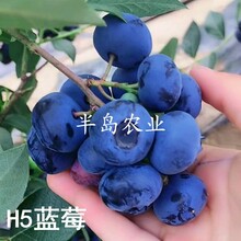 正宗H5蓝莓苗南方北方室内庭院种植绿植水果盆栽树苗木包邮发货