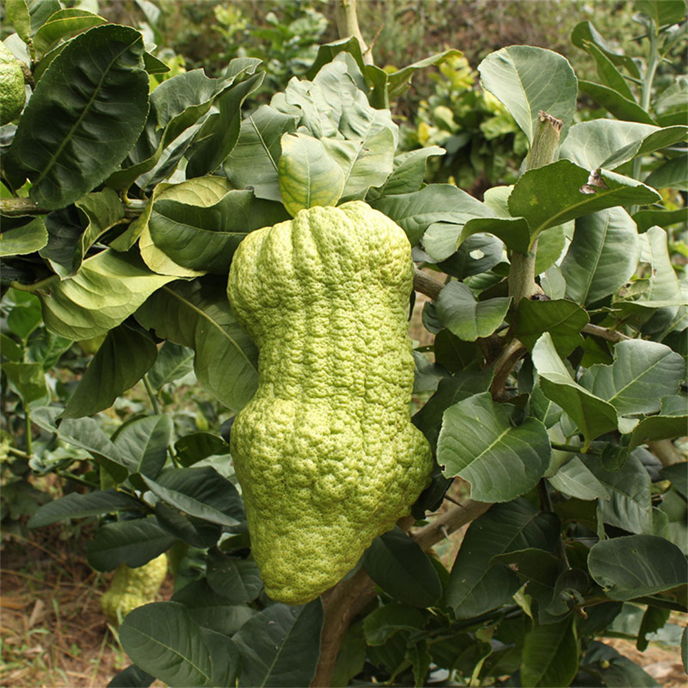 香橼树苗 香橼苗 香泡树柚子苗南北方种植盆栽地栽果树苗当年结果
