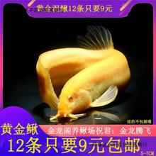 黄金泥鳅鱼苗水花活体冷水观赏鱼鱼小金龙淡水清道夫新手练手