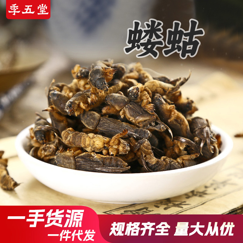 蝼蛄干货中药材无硫新货土狗子拉拉蛄药材批发现货一件代发-阿里巴巴
