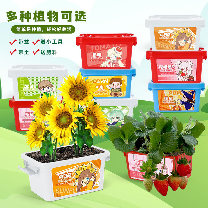 儿童小盆栽种植生长植物幼儿园礼物学生观察创意花卉手提盒批发