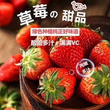 丹东99莓红颜九九牛奶秸秆奶油大莓3斤当季水果多汁代发跨境电商