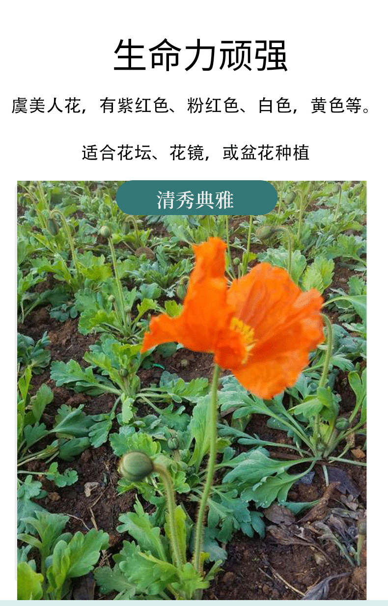 混色冰岛虞美人花苗种植 山东青州撒种东方虞美人黑杯苗