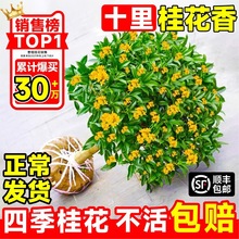 八月花卉盆栽丹桂好养大树桂花树苗四季桂开花庭院室内金桂桂花苗