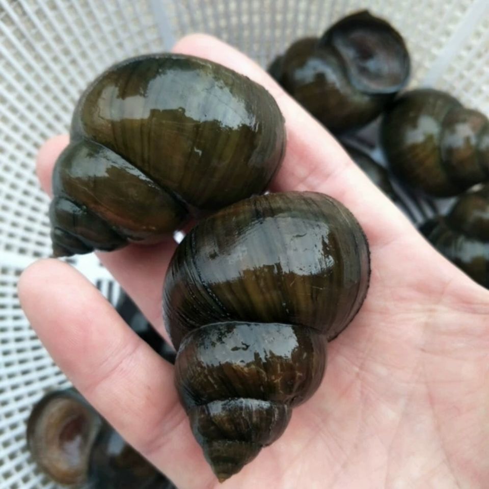 4斤包邮田螺鲜活新鲜大田螺鲜活大活体田螺肉观赏藻大号大泥螺