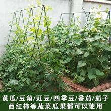 园艺爬藤架月季花架支撑杆黄瓜豇豆四季豆蔬菜瓜果植物固定支架子