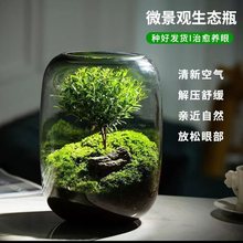 生命之树懒人养鱼苔藓微景观办公室盆栽宿舍植物桌面生态瓶真植物