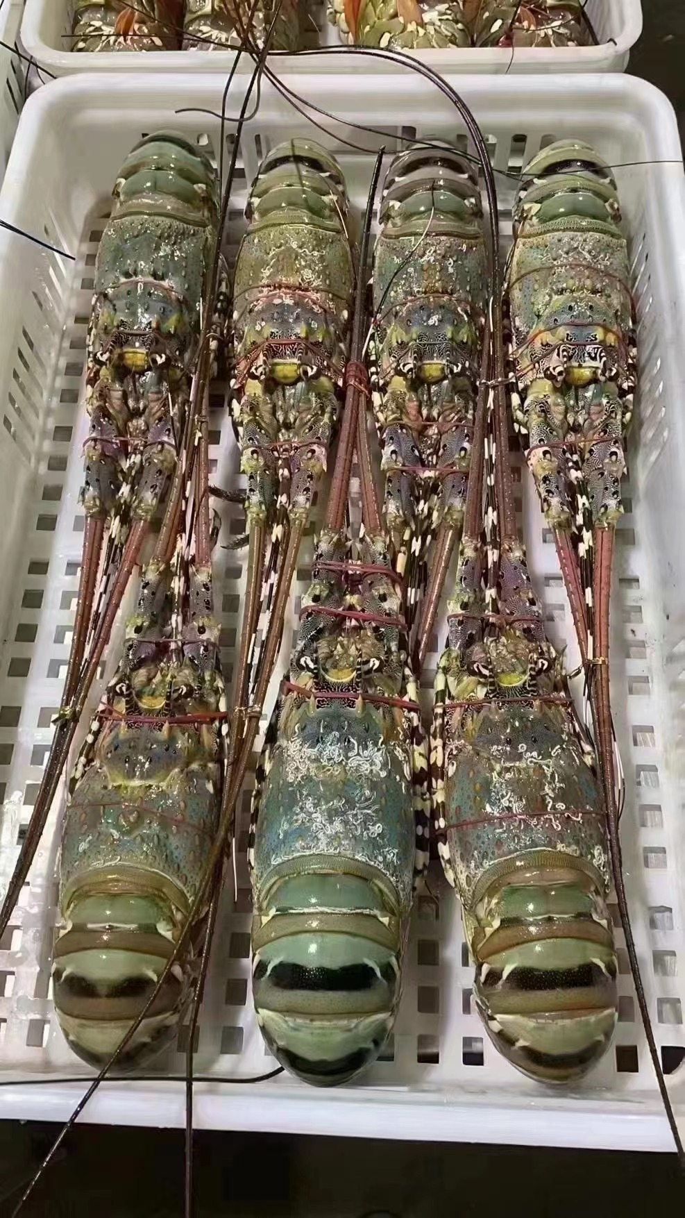 福建东山岛 花龙 锦绣大花龙 大龙虾 海鲜水产 冷冻 食用农产品