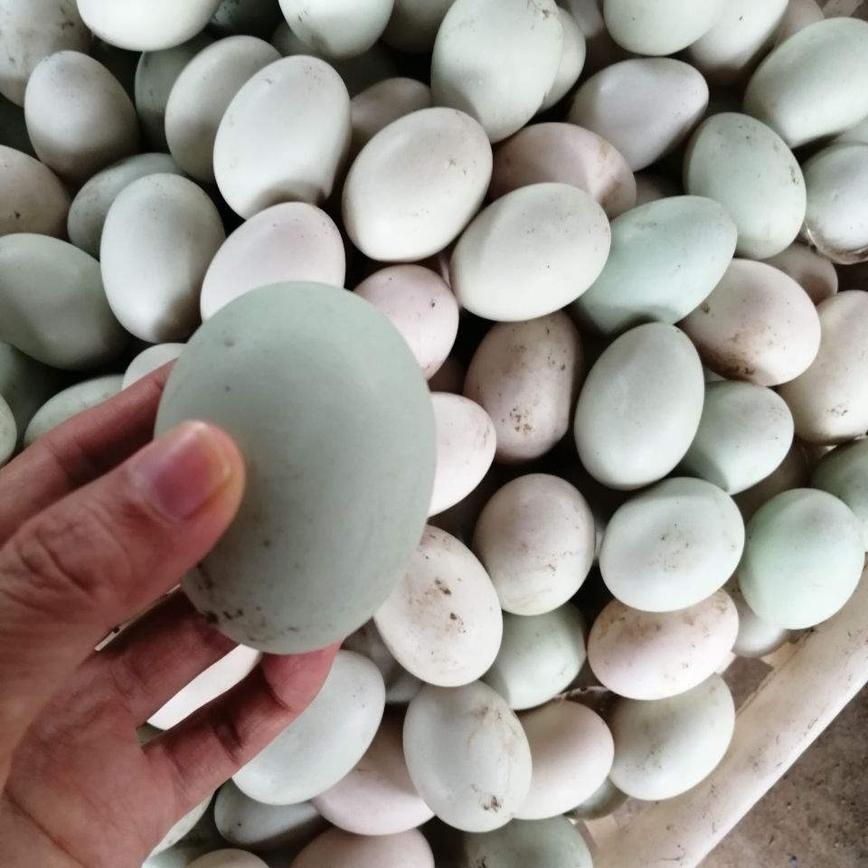 正宗海南澄迈红树林跑海鸭蛋新鲜生咸鸭蛋鸭蛋65gx30枚礼盒装