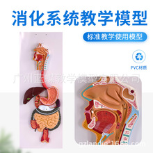 消化系统解剖模型 人体消化系统解剖模型 肝模型 胃模型大肠模型