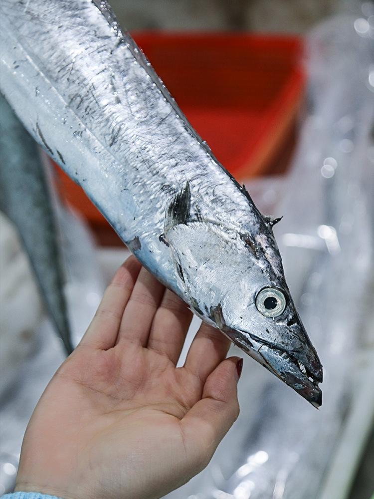 新鲜舟山钓带鱼海鲜水产小眼睛带鱼东海深海捕捞码头直发3-4两/条