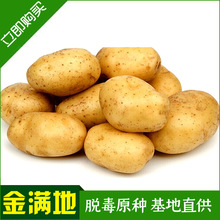 供应土豆种黄心土豆种子农家老品种发芽脱毒马铃薯种子批发
