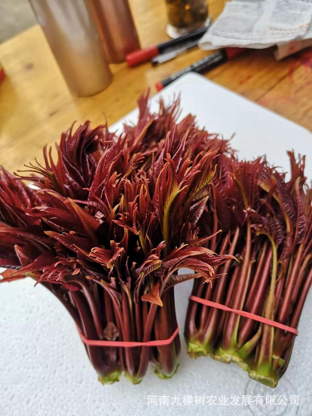 散装20公斤 河南特产九棵树红油香椿芽再加工树上蔬菜香椿厂家