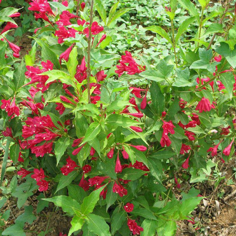 红王子锦带红王子锦带杯苗 营养杯苗东北小苗 绿篱苗别墅庭院装饰