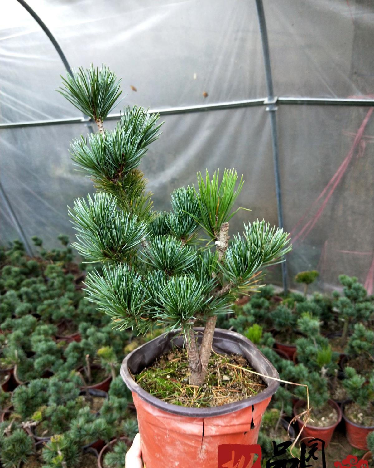 五针松小苗正宗嫁接五针松短针五针松日本宫岛大阪五针松盆景树苗
