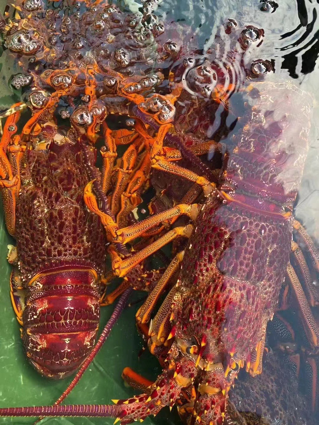 冷冻澳龙海鲜水产大澳龙澳洲大龙虾澳大利亚红龙餐饮酒席一件代发