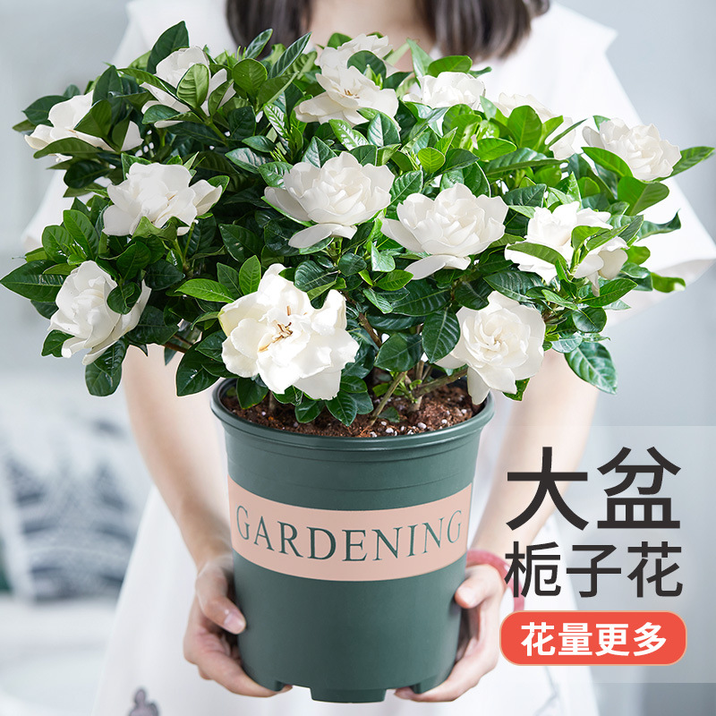 栀子花盆栽花卉植物室内花阳台带花苞绿植盆栽四季开花植物