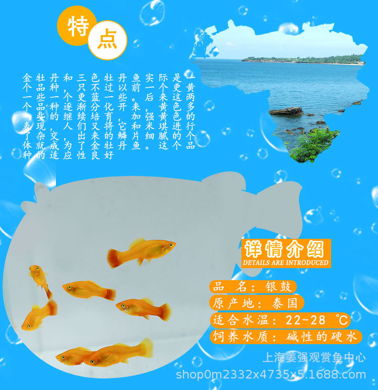 金牡丹鱼凤尾鱼胎生鱼观赏鱼热带鱼活体金牡丹鱼三色牡丹鱼草缸鱼