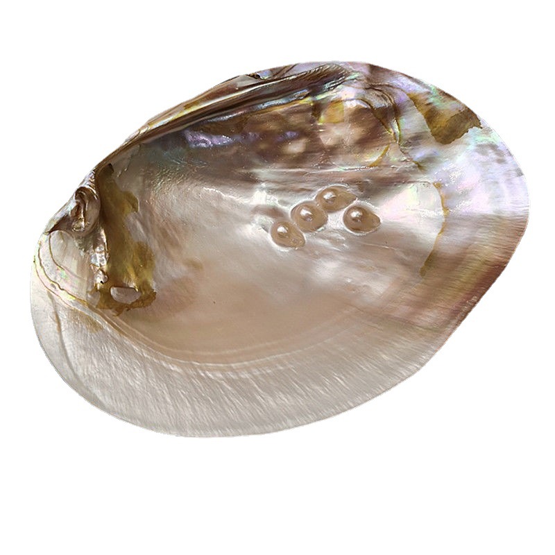 天然珍珠蚌壳带珍珠大母贝壳 淡水贝壳工艺品 创意摆件装饰礼品