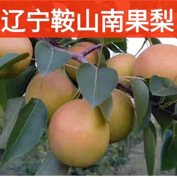 鞍山南果梨5斤东北南国梨香水梨子大果新鲜非冻梨