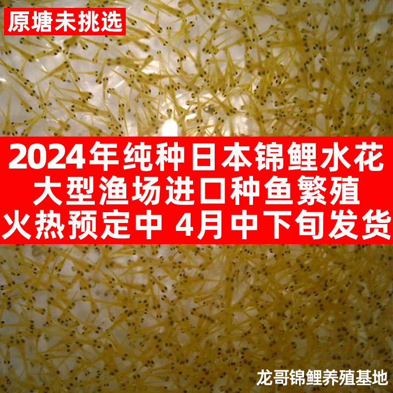 养殖基地渔场纯种日本锦鲤水花(锦鲤鱼苗)草金水花批发预订中订购时间