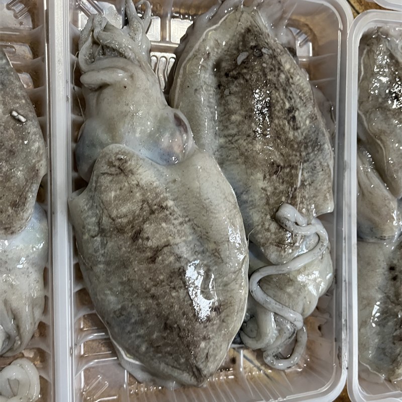 山东威海海鲜冻品水产小包装一斤装500g墨鱼乌贼章鱼鲜冻盒装