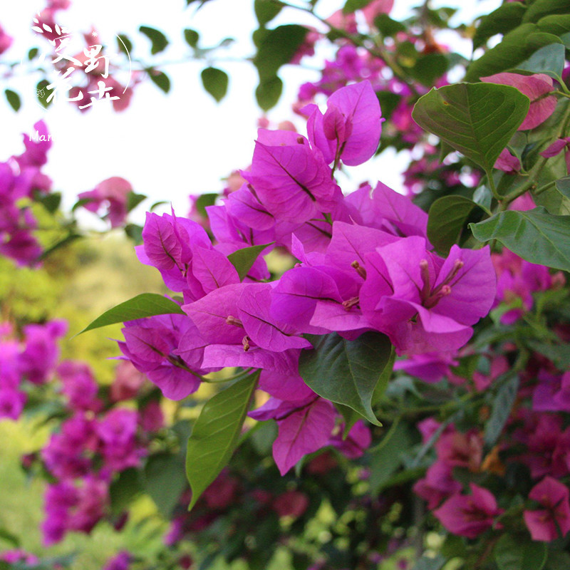 漫野花卉|三角梅 安格斯 胭脂红玫瑰红同安红扦插苗 原盆带花发货