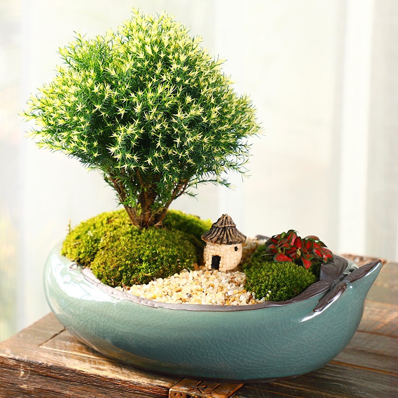 黄金雾松盆栽盆景植物室外室内绿植好养活办公室四季摆件松树造景