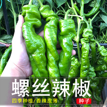 螺丝椒种籽子苗高产辣椒苗四季食用蔬菜种子