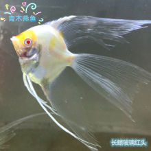 长翅神仙燕鱼全红红魔鬼燕鱼大红袍燕鱼无黑斑热带鱼