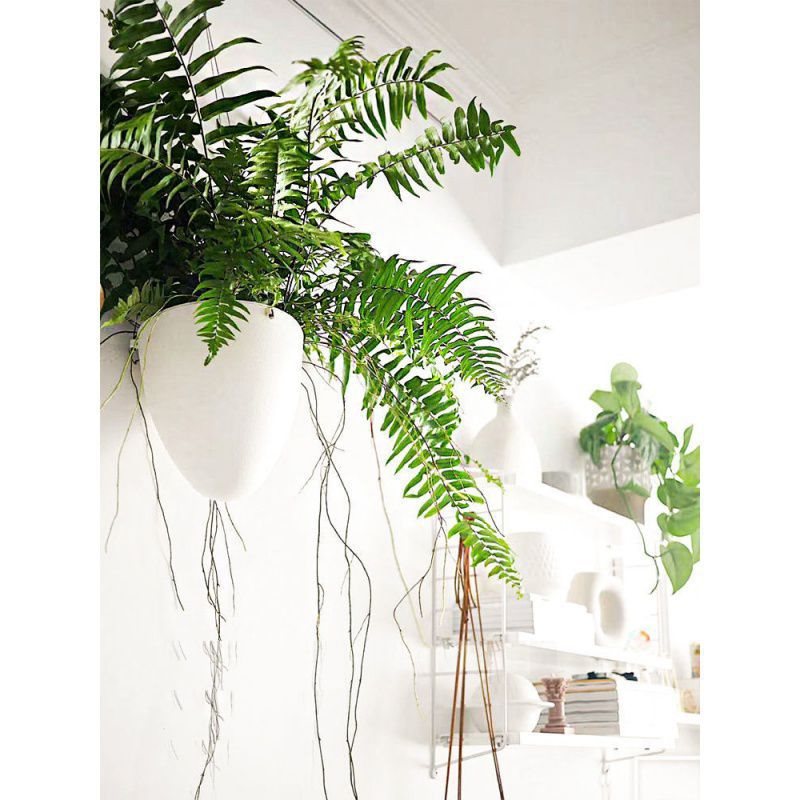 长叶肾蕨波斯顿蕨大型蕨类垂吊水培植物室内外绿植阳台花卉霸王蕨