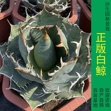 网红沙生植物正版白鲸龙舌兰 福建白鲸 蓝鲸仁王冠  沙漠景观多肉