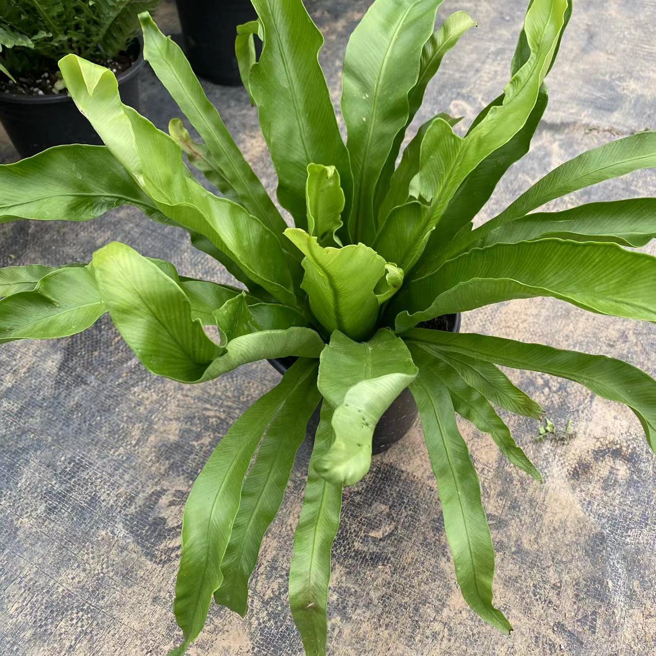 大型展叶鸟巢蕨盆栽室内观叶植物耐旱肾蕨迷你蕾丝蕨客厅