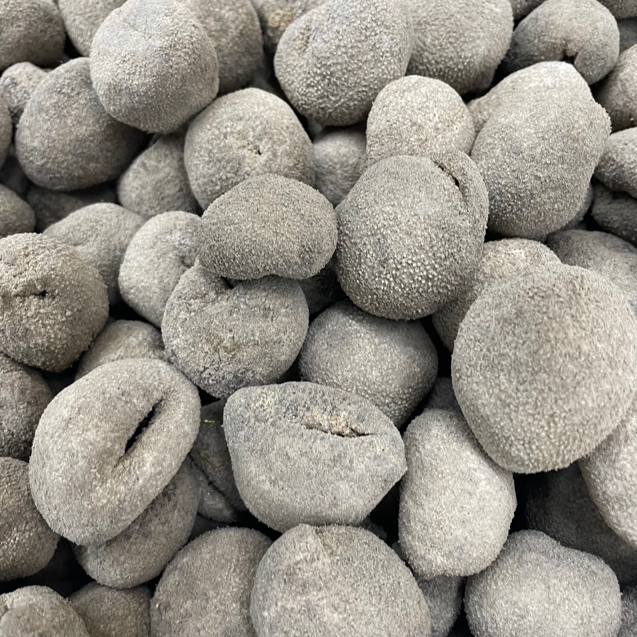 球参越南小球参批发 泰国珍珠球参 珍珠球参 20头28头