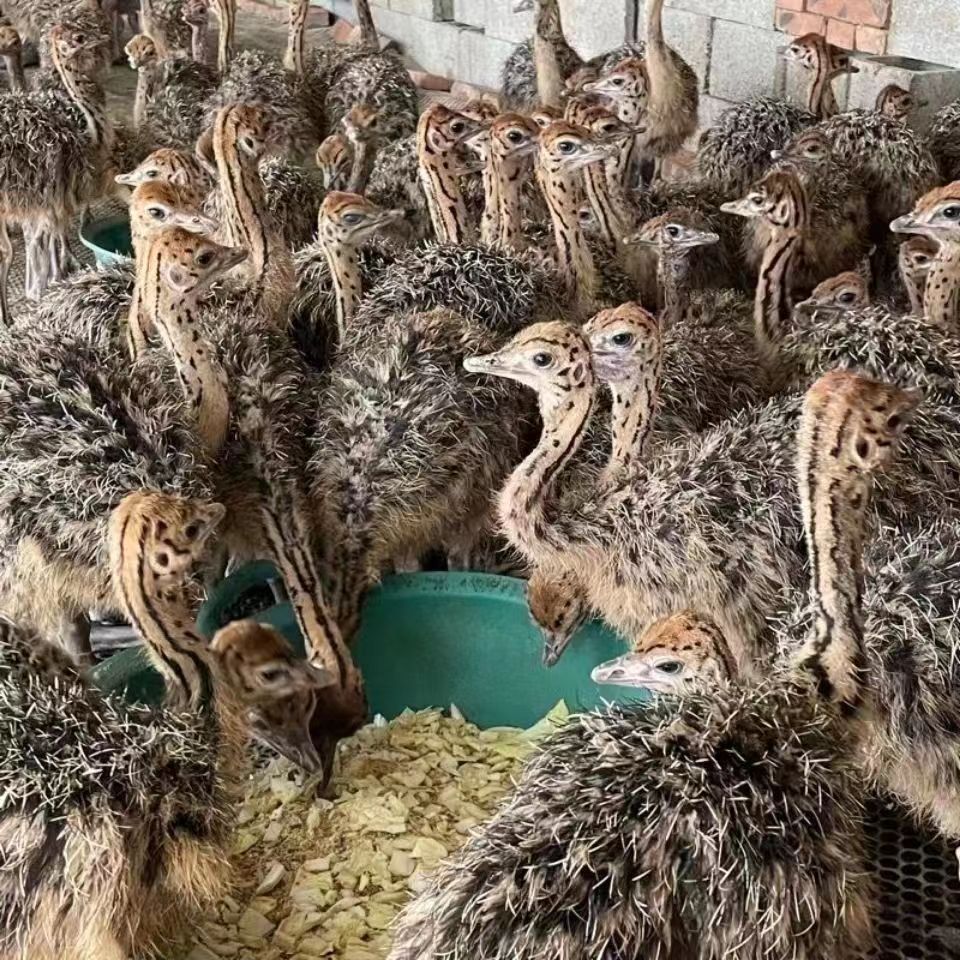 非洲鸵鸟苗活体鸵鸟幼苗澳洲鸵鸟苗鸸鹋苗成年下蛋鸵鸟鸵鸟蛋