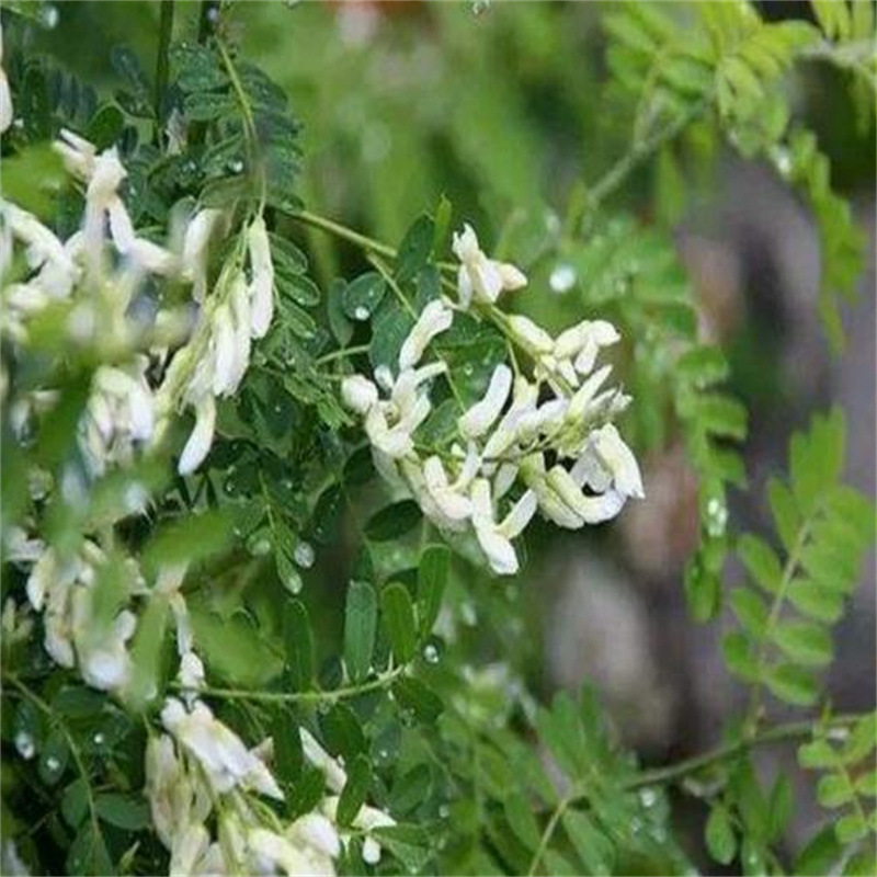 苦刺种当年新采摘苦刺花种子狼牙刺种子铁马胡烧白刺花种林木种籽