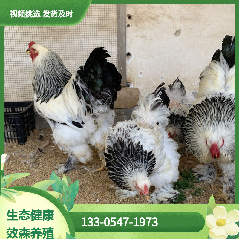 纯种巨型观赏婆罗门鸡苗幼苗 脱温婆罗门鸡苗活体可