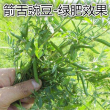 箭舌豌豆野豌豆种子果树绿肥蜜源植物小苕子高蛋白牧草果树除草