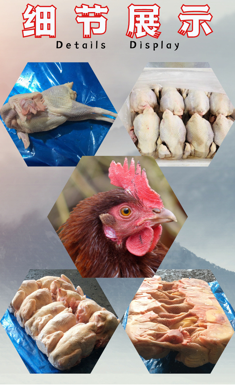 冻货农家土鸡老母鸡 山东冷冻屠宰厂 供应板冻蛋鸡母鸡11只到14只