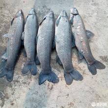 #螺蛳青鱼苗特大型20公分半斤食用乌黑皖淡水养殖灰草鱼螺丝青鱼