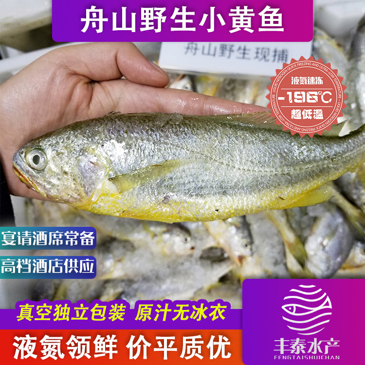 舟山速冻水产新鲜小黄鱼野生黄花鱼梅子鱼梅鱼真空斤包装冷冻批发