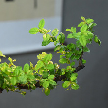 小叶雀梅树桩造型假山盆景植物老桩办公室内客厅绿植桌面盆栽好养