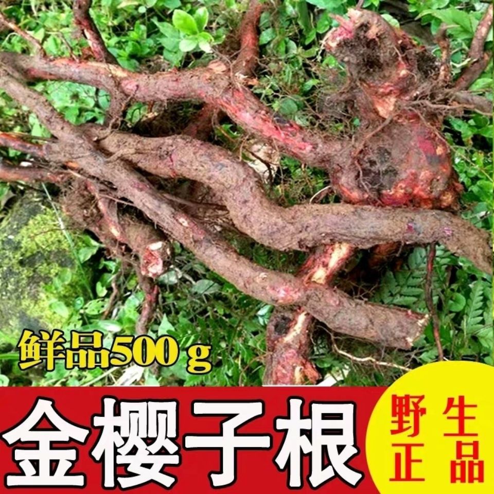 金樱子根