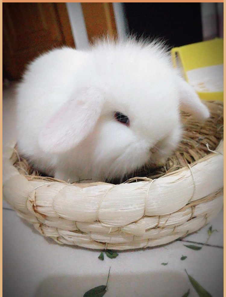 商品描述性别母年龄幼年体型小型颜色杂色垂耳兔,白色垂耳兔,灰色