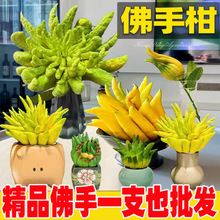 【新鲜采摘】佛手柑水培带枝鲜果天然香薰可食用清供观赏把玩车载