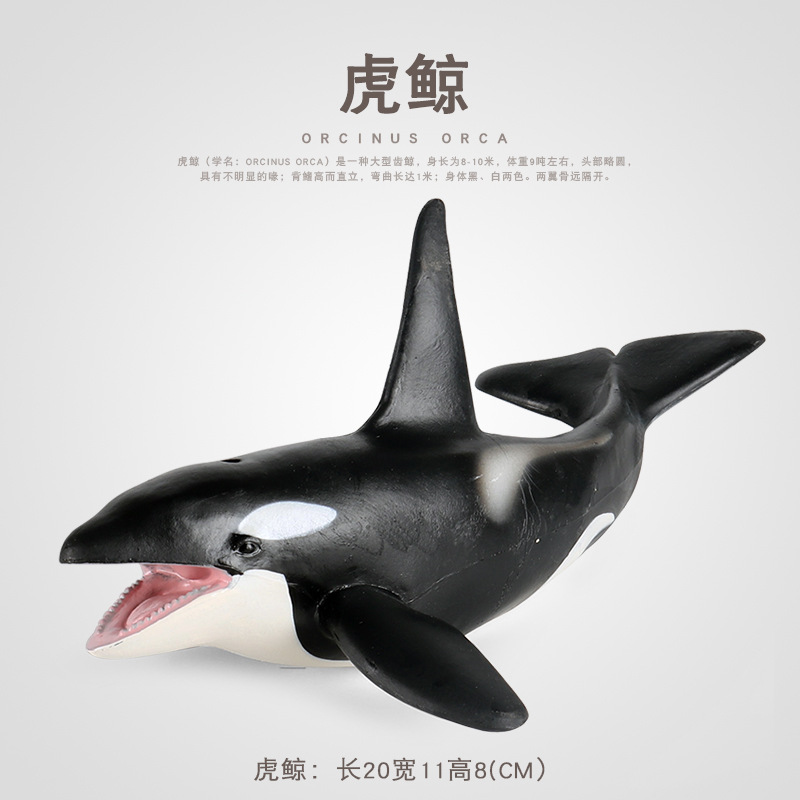 儿童科教认知礼物仿真海底生物虎鲸玩具海洋动物模型逆戟鲸鲸鱼