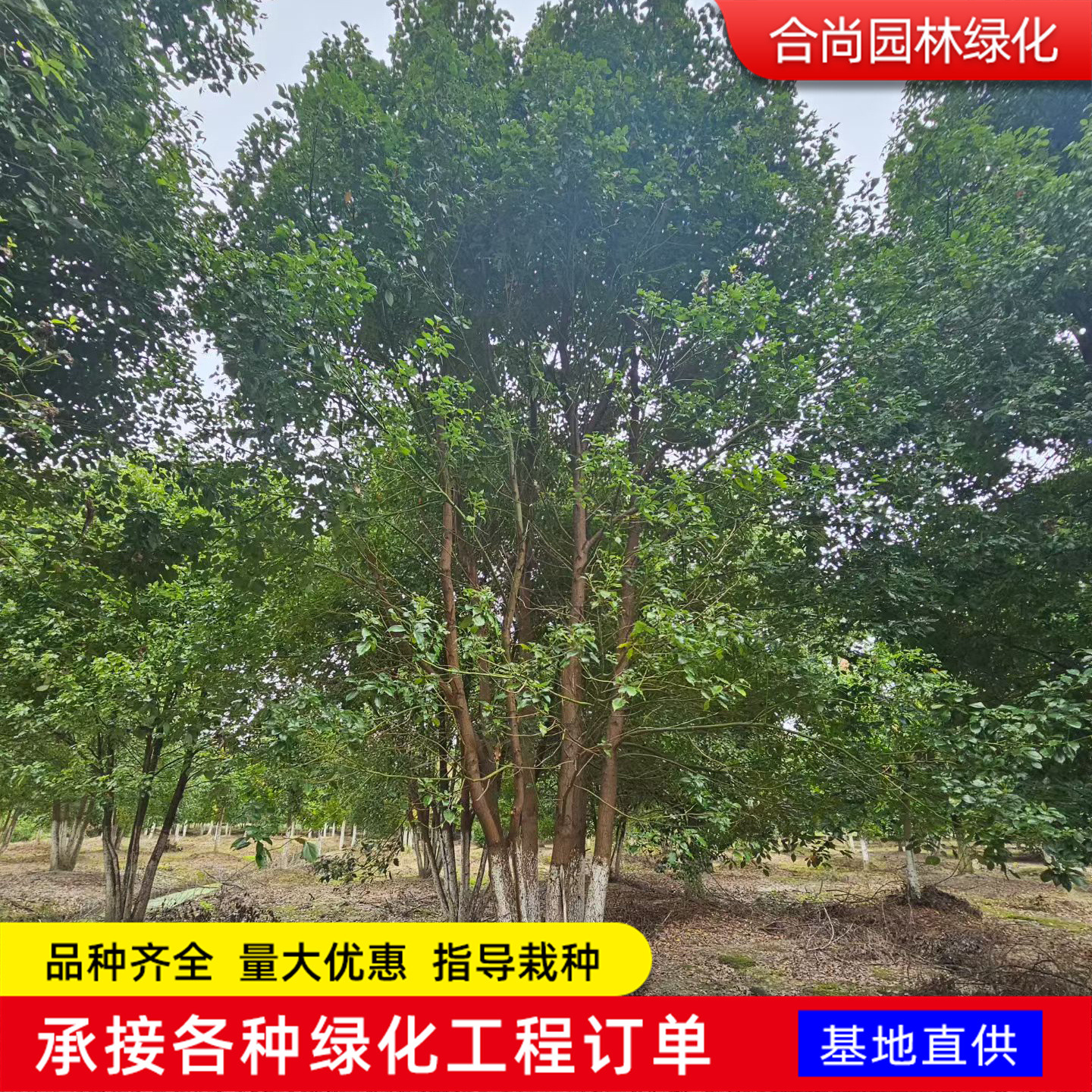 丛生香樟树南北方种植庭院别墅地栽四季常青耐寒小叶香樟树苗批发